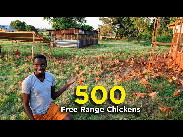 Free Ranging 500 Chickens! - First Day Outside!