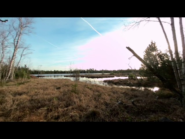 Nature Experience Black Forest: Bright Morning at the Bog (#VR, Nr. 24)
