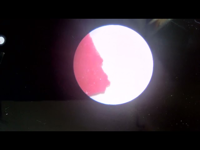 Things under a microscope