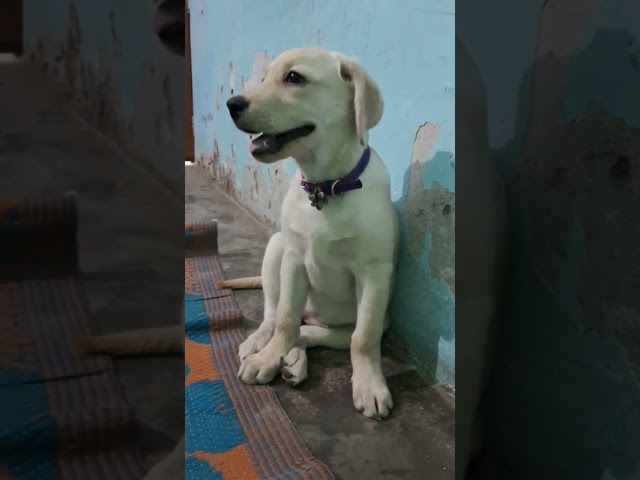 Jimmy the labrador 😆 😳 #jimmy #puppy #labrador #cutedog #shortsvideo