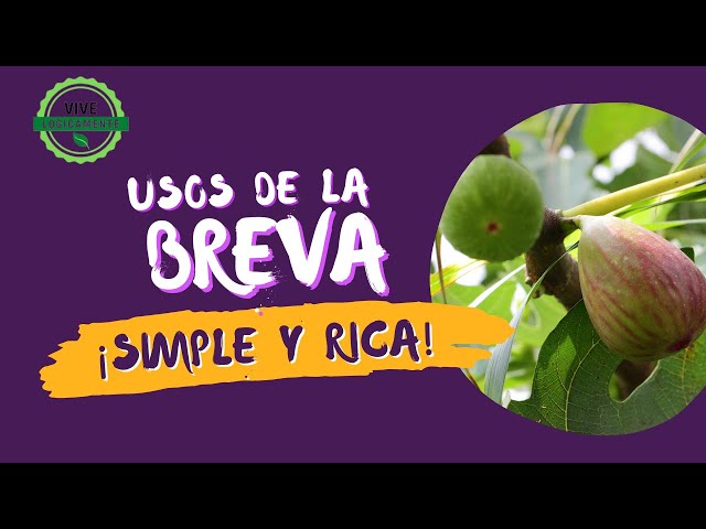Usos de la breva en nuestra granja #vivelogicamente