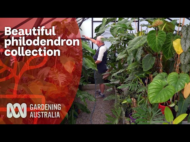 Philodendron collection thriving out of the tropics | A love of Aroids | Gardening Australia