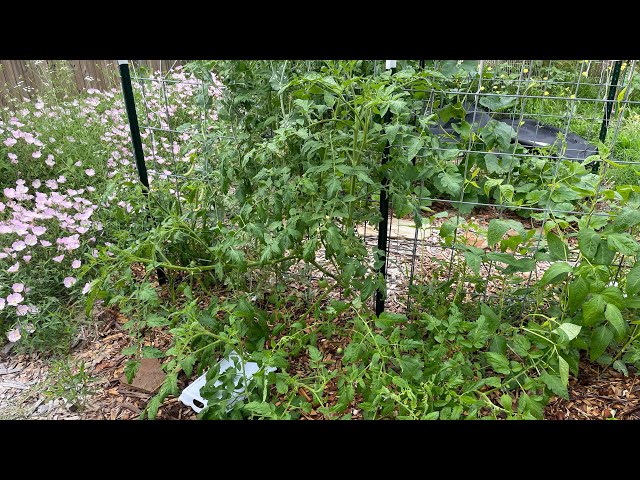 IMPORTANT Garden Tasks Before The Summer! | Tomato, Beans, and Squash MUST DOS!