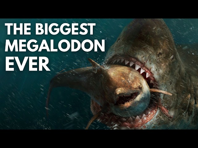 Paleontologists Rediscovered The Biggest Predator In Earth's History