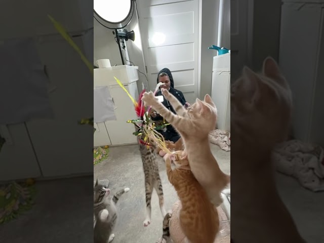 60 minute photo shoot, 0 good photos, 100% chaos. 🐾🤣