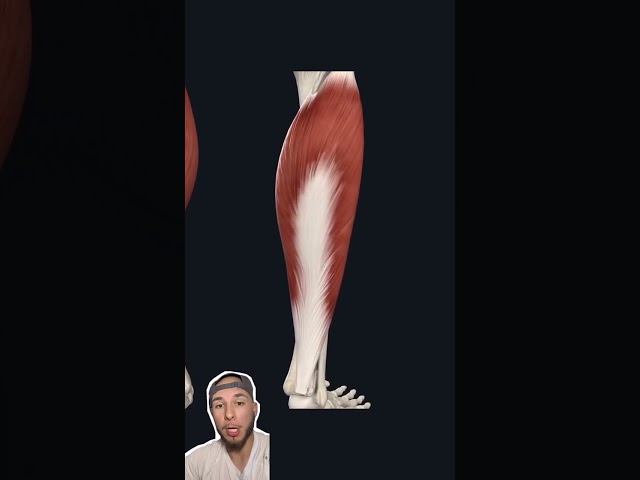 How To Train The Calf As A Footballer ‼️