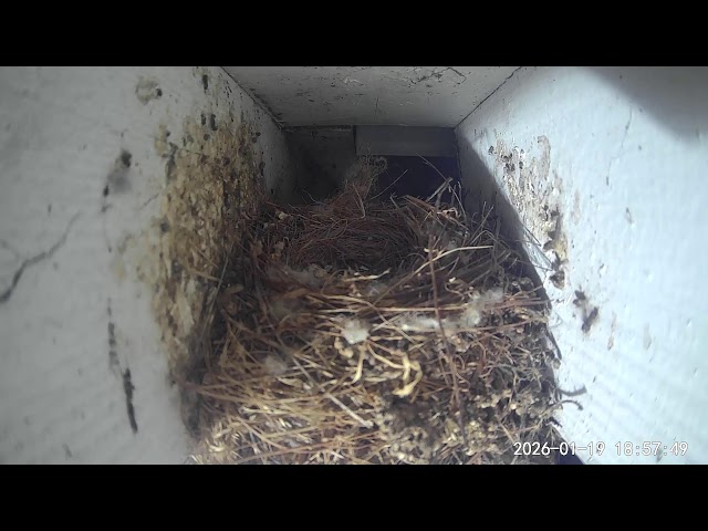 Finch Cam at Painted Peacock Manor