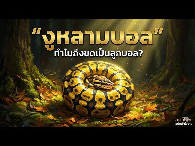 "มีตา 2 ระบบ!" 👁️🔥 งูหลามบอลมองเห็นในที่มืดได้ยังไง? (พร้อมส่อง Morph หายากกว่า 7,500 แบบ)