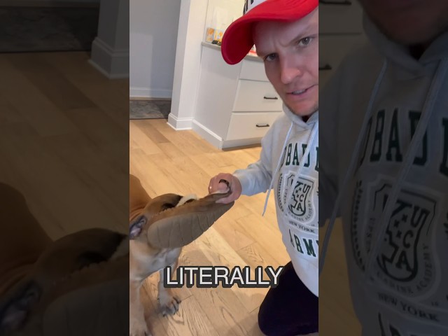 How to STOP your puppy from biting on everything! Puppy Training Tips! #puppytraining