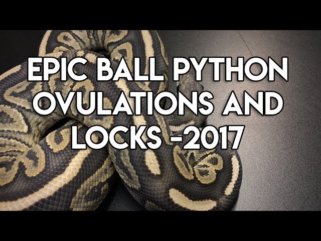 Epic Ball Python Ovulations And Locks -2017