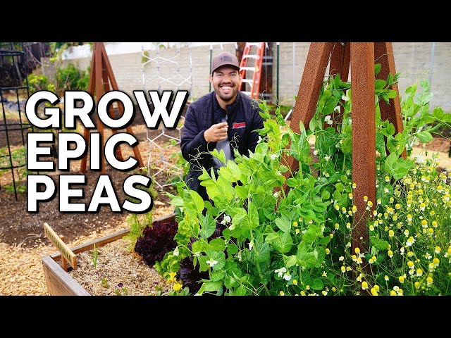 How to Grow Peas From Seed to Harvest