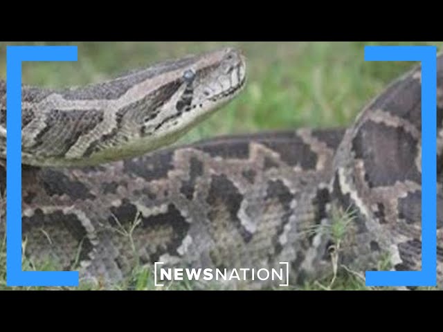 Meet the man leading Florida's war on pythons | NewsNation Prime