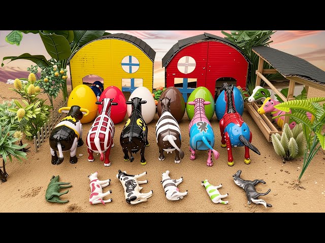 ¡WADIDAU!‼️Proceso de sacrificio de vacas | Proceso de parto por cesárea para vacas y ovejas | Vi...