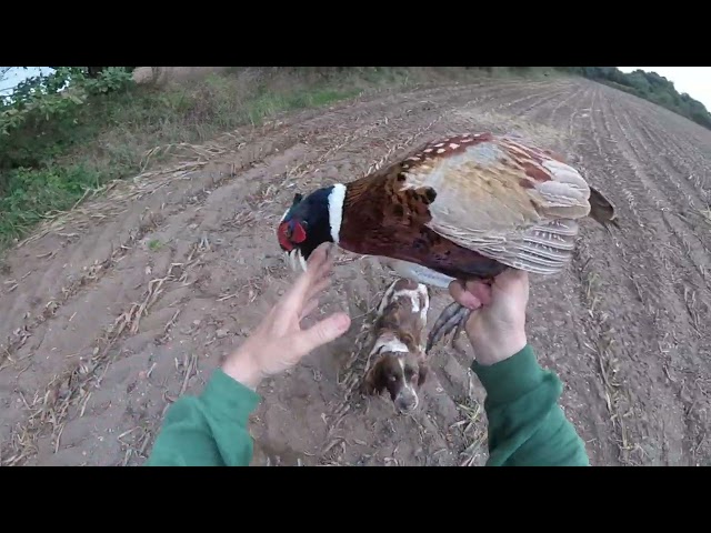 Ouverture saison 2026/2027 , chasse au chien d'arrêt .