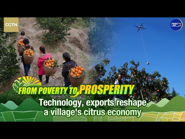 Technology, exports reshape a village's citrus economy in SW China's Chongqing
