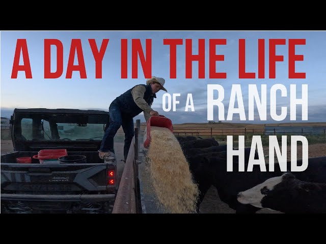 Working Cows in the Rain! - A Full Day on the Ranch