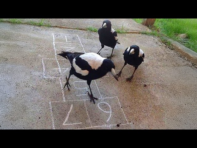 Crows are the SMARTEST and FUNNIEST Birds in the World 🐦‍⬛🤣 New Funny Crow Videos