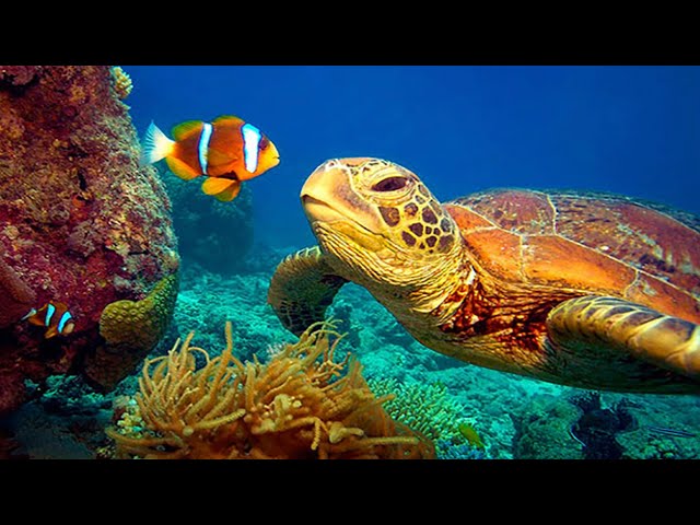 11 HORAS Impresionantes imágenes submarinas en 4K + música | Nature Relaxation™ Video de vida marina