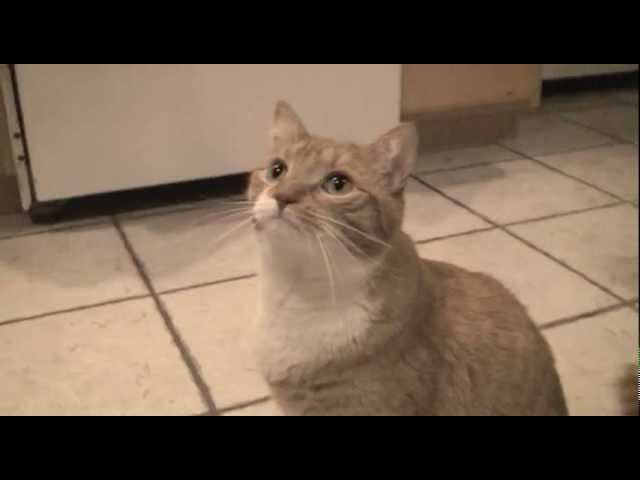 Ultimate Cat Tease Part 5 (Ultimate Dog Tease Parody)