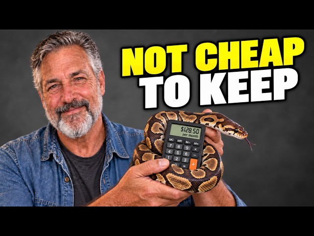 How Much a Ball Python REALLY Costs Per Month (The Real Math)