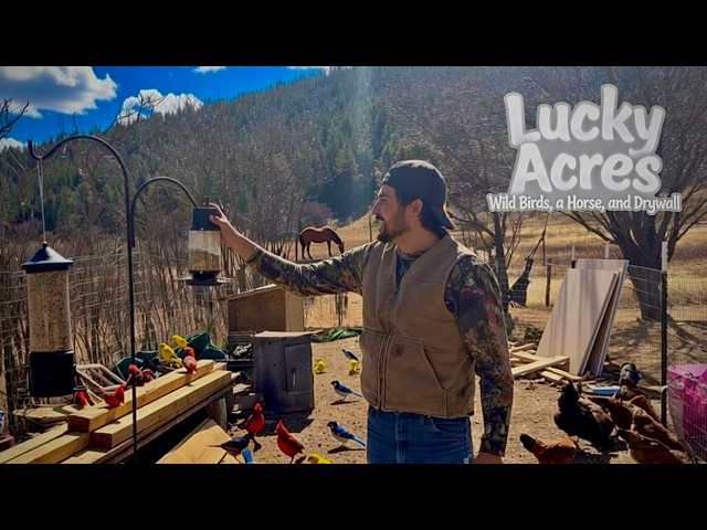 Life Off Grid: Wild Birds, a Horse, Drywall, and Future Plans for the Lucky Acres Homestead! 