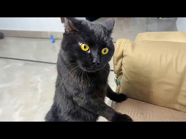 These Cats Are More Dramatic Than The Entire World! 🤣 Best of Funny Cat Videos