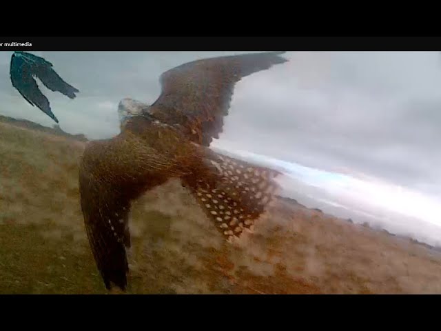 Halcón Sacre cazando una perdiz (saker falcon hunting a partridge).