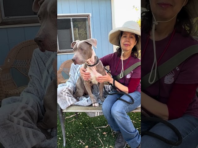 NEW A5663913 Joanie | Pitbull