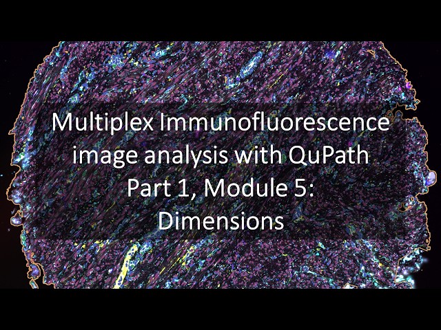Multiplex Immunofluorescence Image Analysis with QuPath | Part 1 Module 5: Dimensions