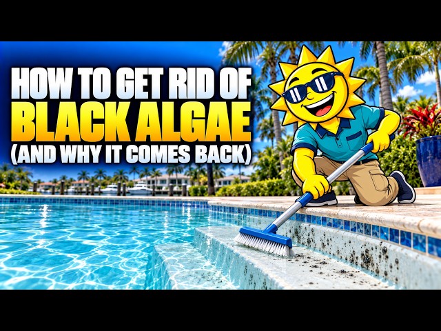 How to Get Rid of Black Algae in a Pool (and Why It Comes Back)