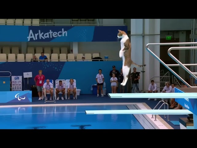 "Cat Diving Olympics "@Hailuo AI (MiniMax) I 02#AIvideo  #AIgenerated  #hailuo #hailuocpp #cats