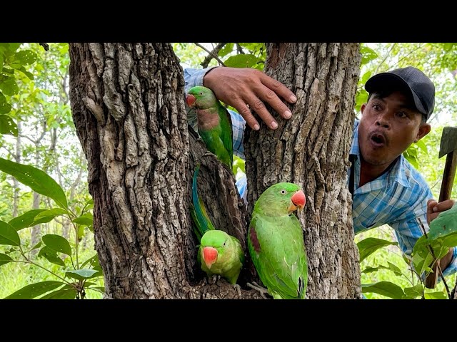 A man saw three beautiful and large parrots in a tree hole.#love #like 