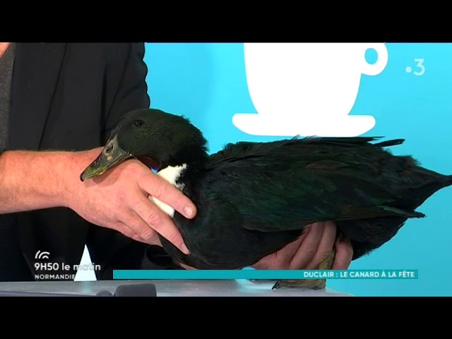 Fête du canard et de la gastronomie de Duclair: invité prestigieux "le canard de Duclair"