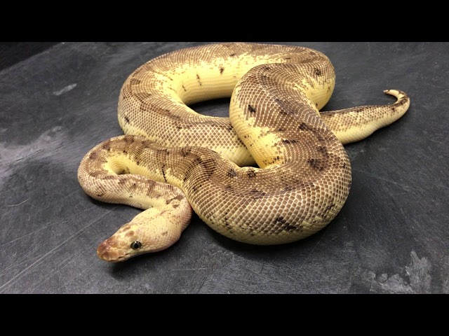 Ball Python Morphs #14-  Clowns Part 1