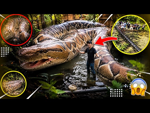 বিশ্বের সবচেয়ে বড় এবং ভয়ংকর ৫টি সাপ | Top 5 Biggest Snakes in the World | সবচেয়ে বিশাল সাপ