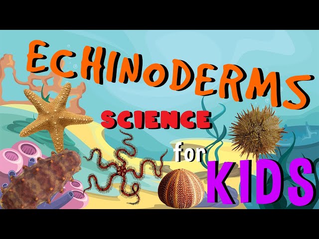 Echinoderms - Starfish Invertebrate Animals | Science for Kids