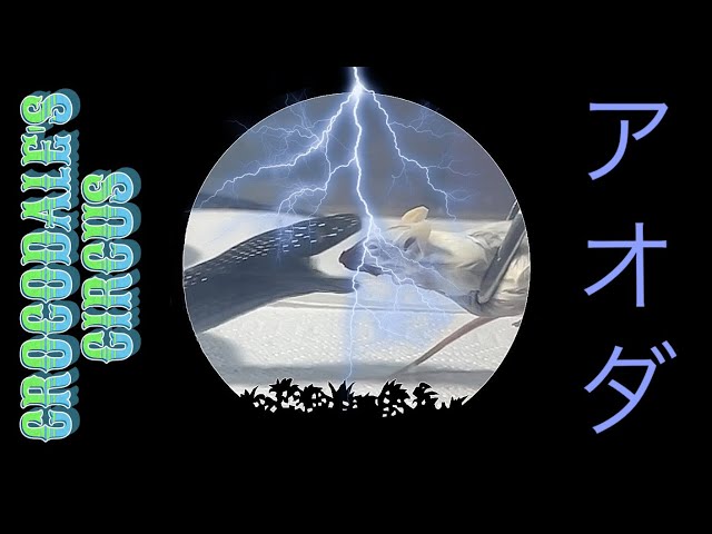 AODA | Mexican Black Kingsnake | #feeding #highlights 🖤🎬 (02.10.25)