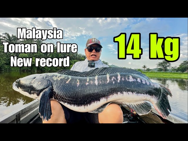 14 KG MALAYSIA NEW RECORD TOMAN CASTING ON LURE 2025 |GIANT SNAKEHEAD |TOMAN TERBESAR GEWANG CASTING
