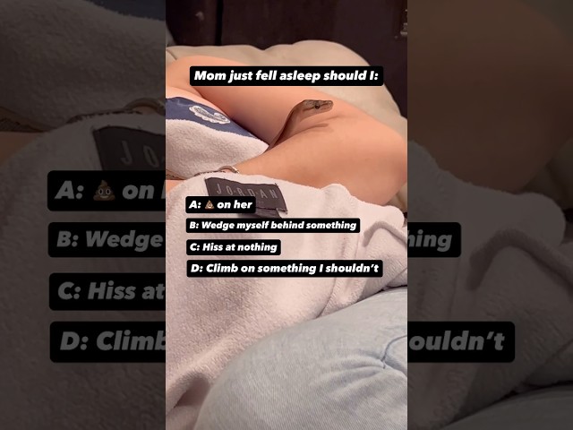 What would your Ball Python do in this Situation😂🐍🫶