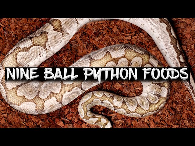 What Can Ball Pythons Eat Besides Rats?