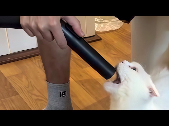 Cat logic