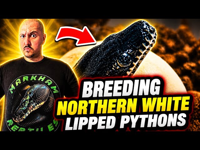 How I Produced Northern White Lipped Pythons in my First Year Breeding Snakes‼️