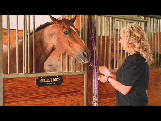 Tiffany's Show Horses: Ganadora del concurso de renovación de eficiencia energética de DTE