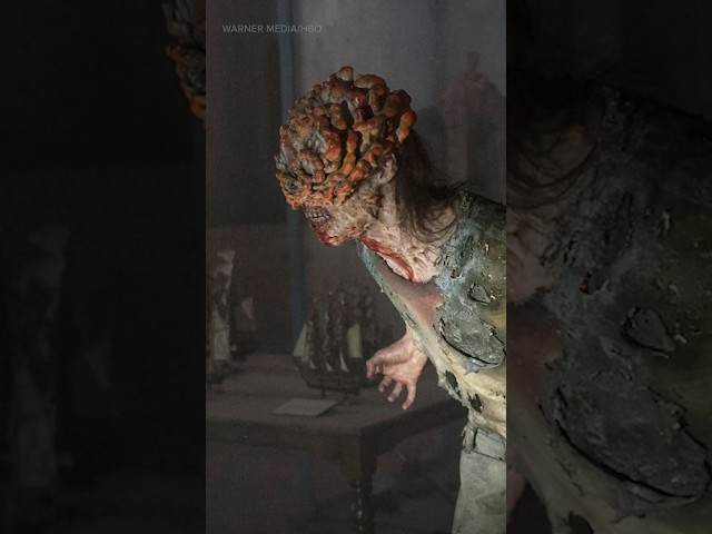 The Last of Us: Could it happen? Infectious disease doctor explains cordyceps. #thelastofus