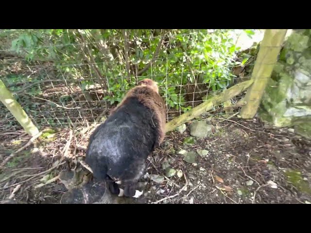 Up to orchard for hoggetts & find a bold ewe, fence stuck. Video 3 of 4