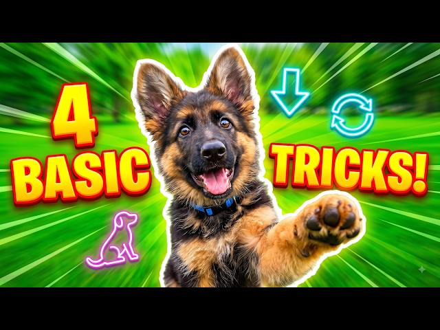 4 Essential Dog Training Commands (Tamil) Karuppan Masters Sit, Shake, Down & Roll! 🐕