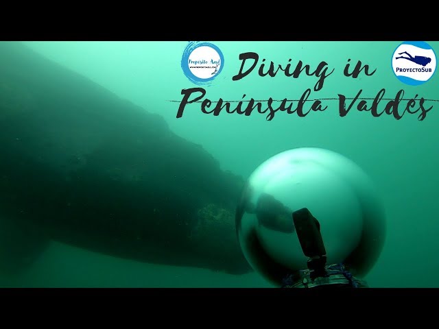 Underwater surprise visit of Right Whales