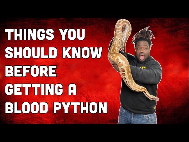 THINGS YOU SHOULD KNOW BEFORE GETTING A BLOOD PYTHON!!