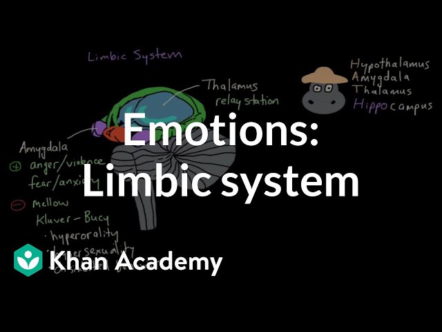 Emotions: limbic system | Processing the Environment | MCAT | Khan Academy