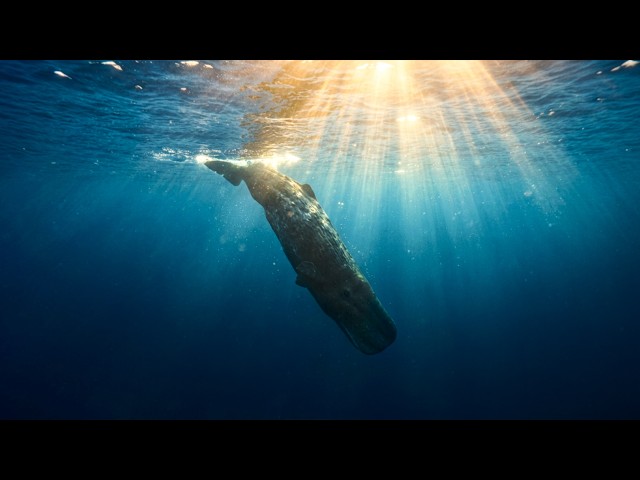 Investigation into the secret language of the abyss